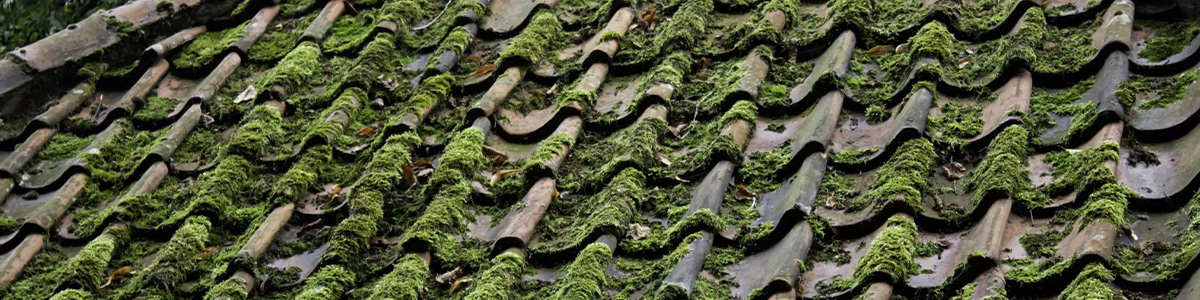 Démoussage et Nettoyage de Toiture à Gouvieux (60270) – Fréderic couverture, Experts dans l’Oise (60)